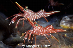 Twin brothers.
Two hinge-beak shrimps at Silver Reef div... by Margriet Tilstra 